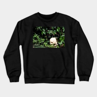 A Pirate Rests Crewneck Sweatshirt